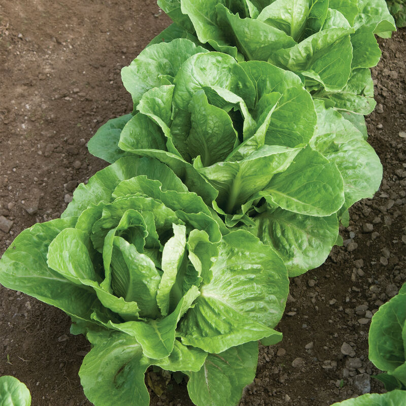 Romaine Lettuce