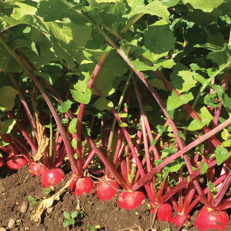 Red Daikon Radish
