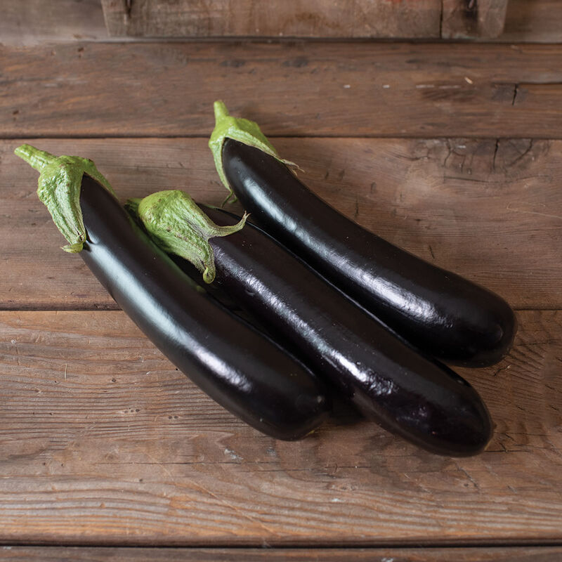 Eggplant Plant