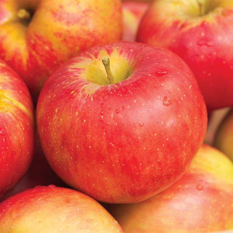 Organic Northern Spy Apples