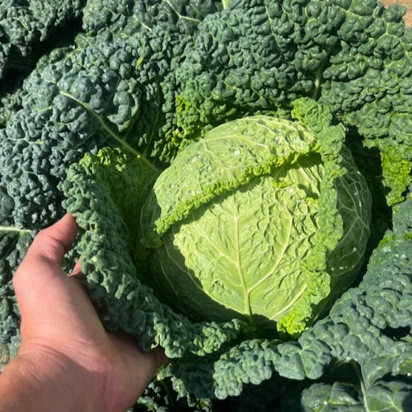 Savoy Cabbage