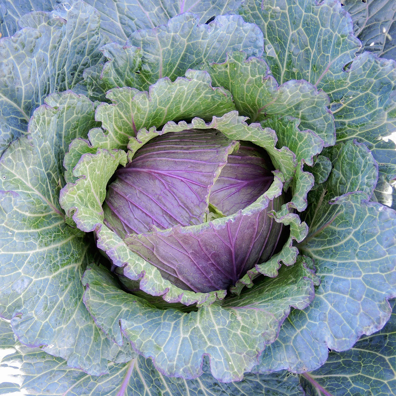 Specialty Cabbage