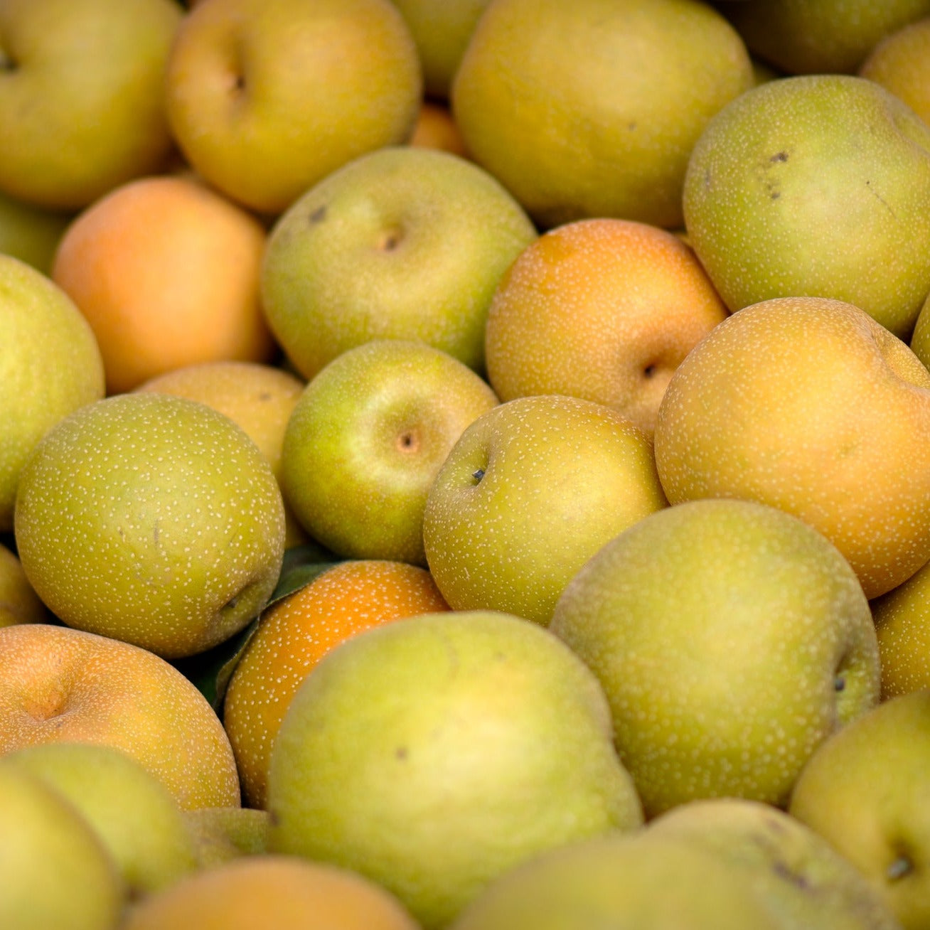 Organic Asian Pears