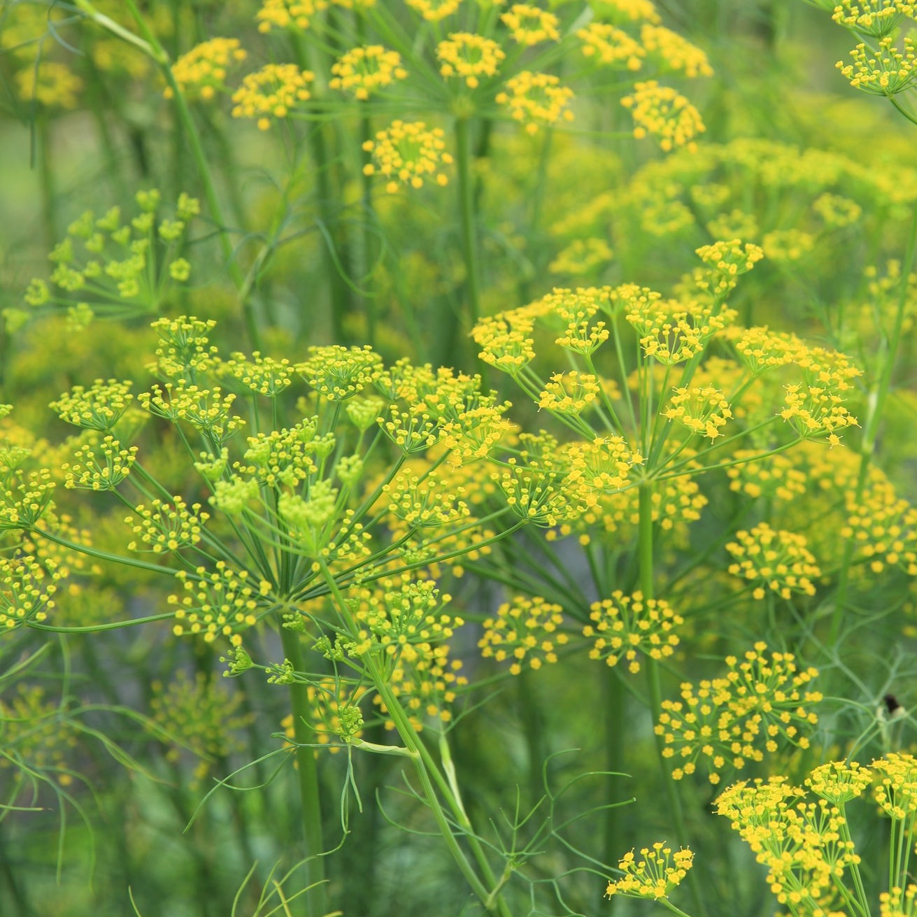 Dill Seed heads
