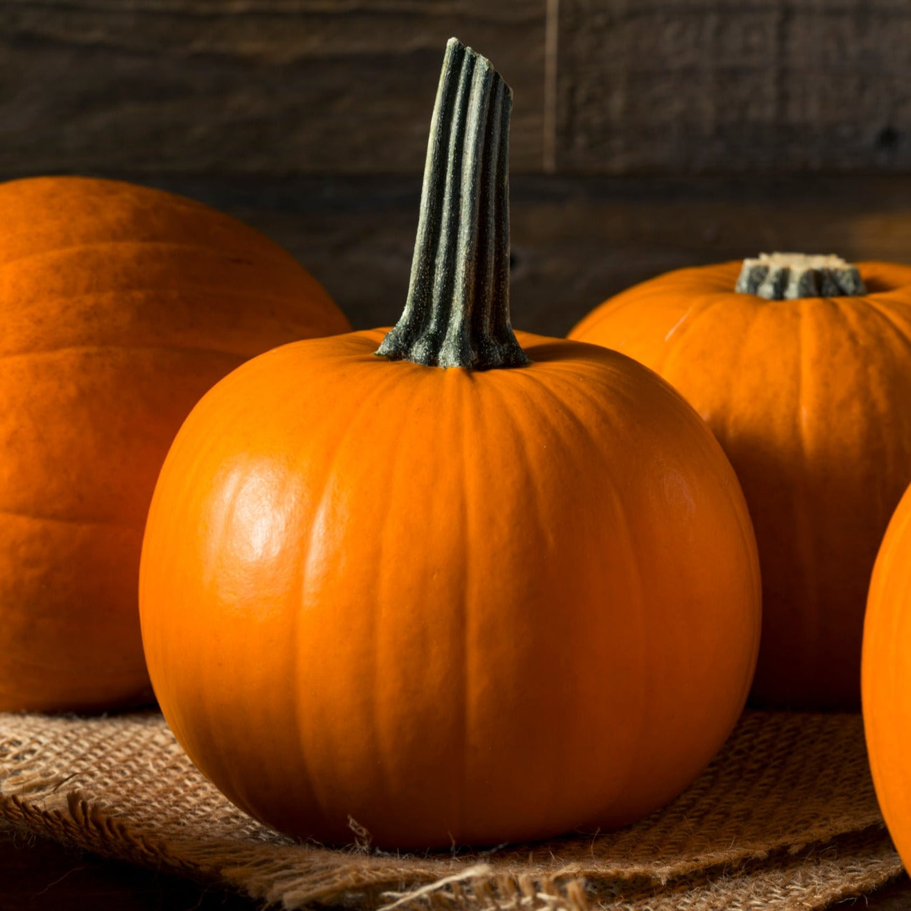 Pie Pumpkin