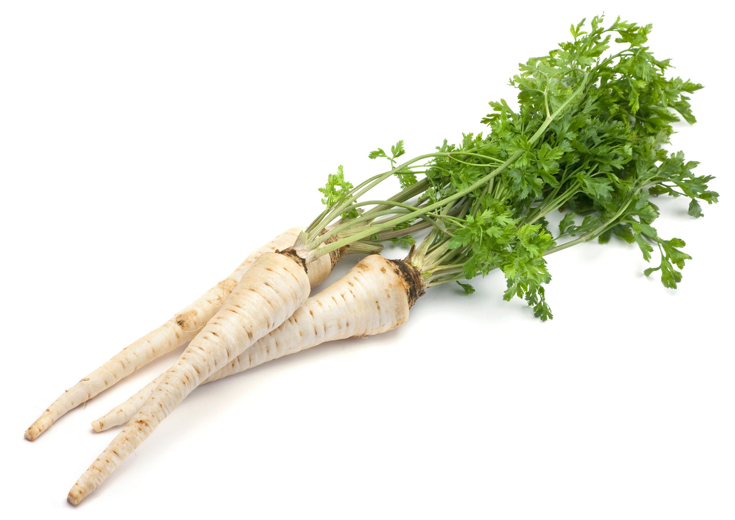 Root Parsley