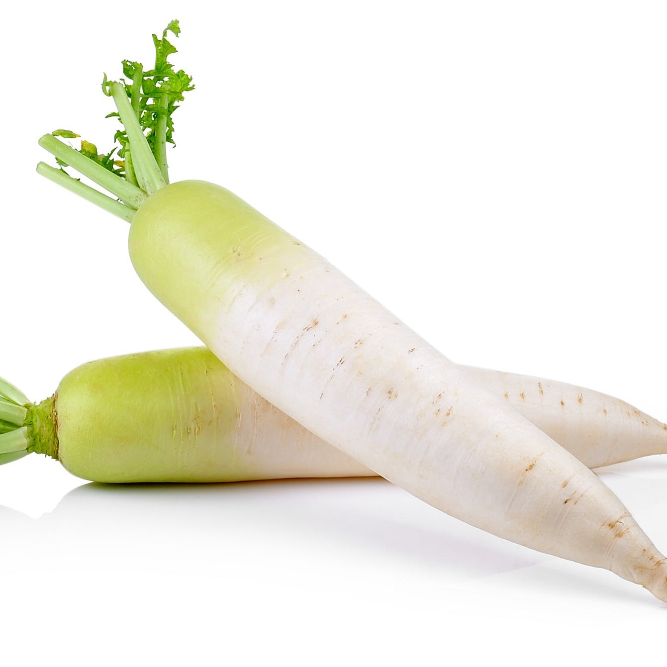 White Daikon Radish