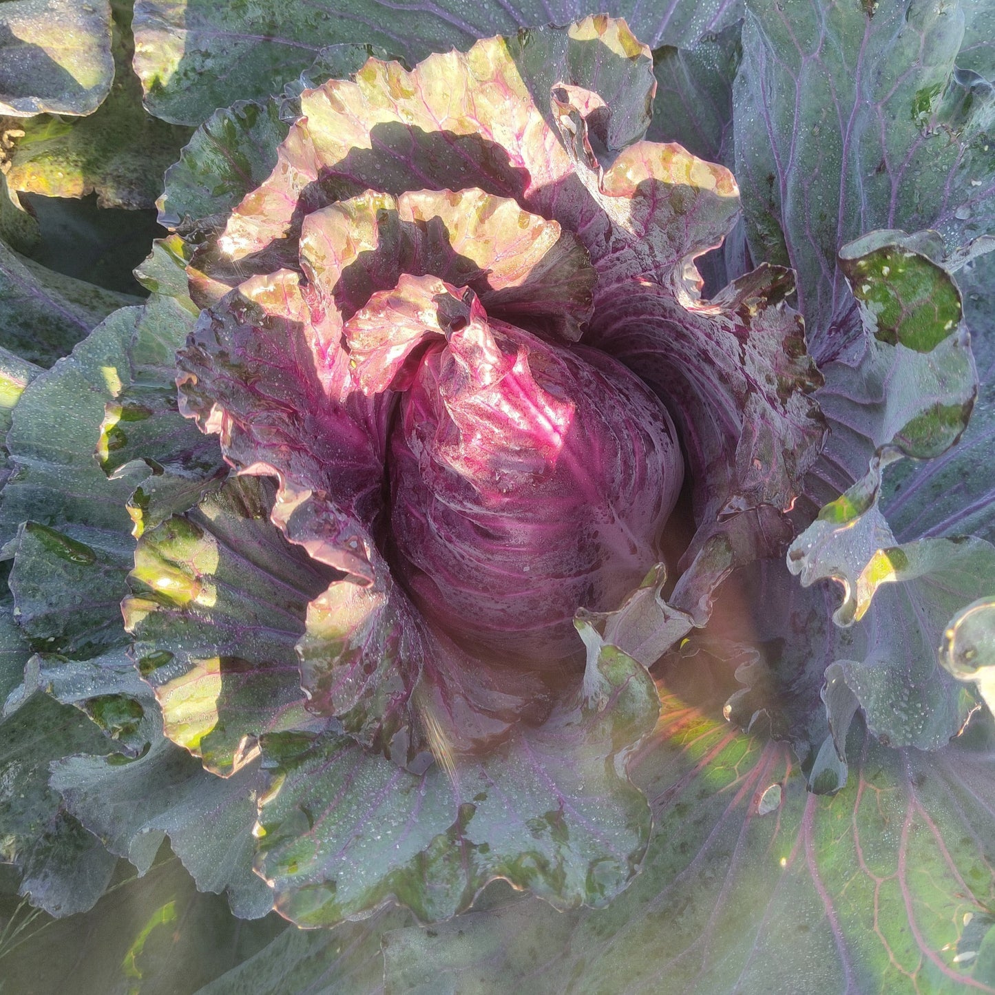 Pointed Red Cabbage