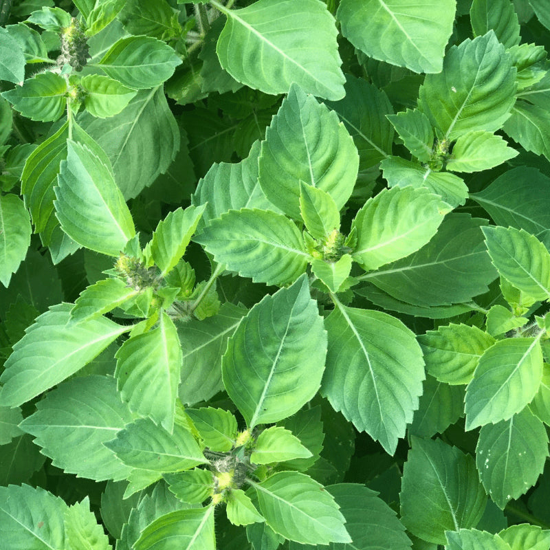 Tulsi (Holy Basil)
