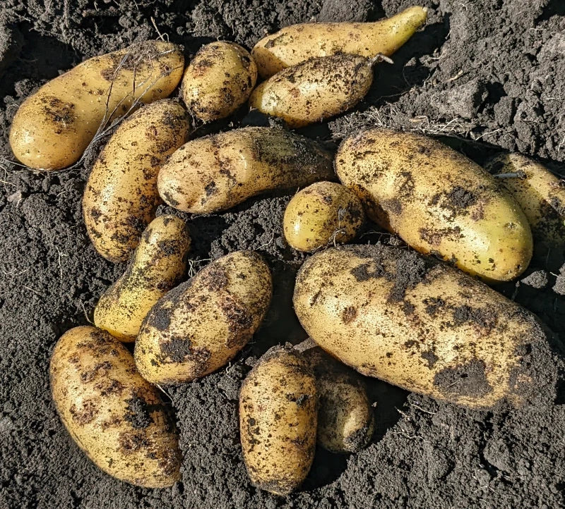 Seed Potatoes