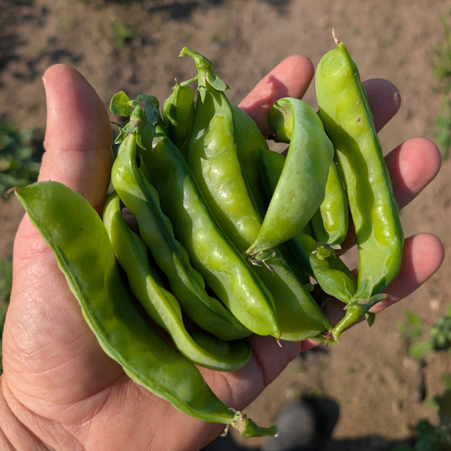 Oregon Giant Peas