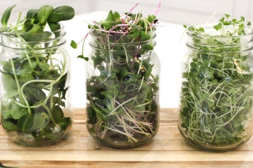 Microgreens