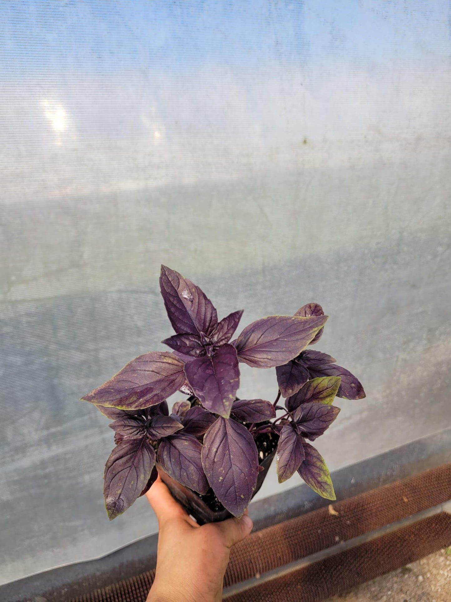 Red Basil