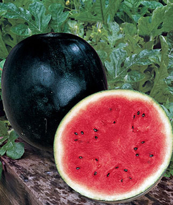 Sugar Baby watermelon