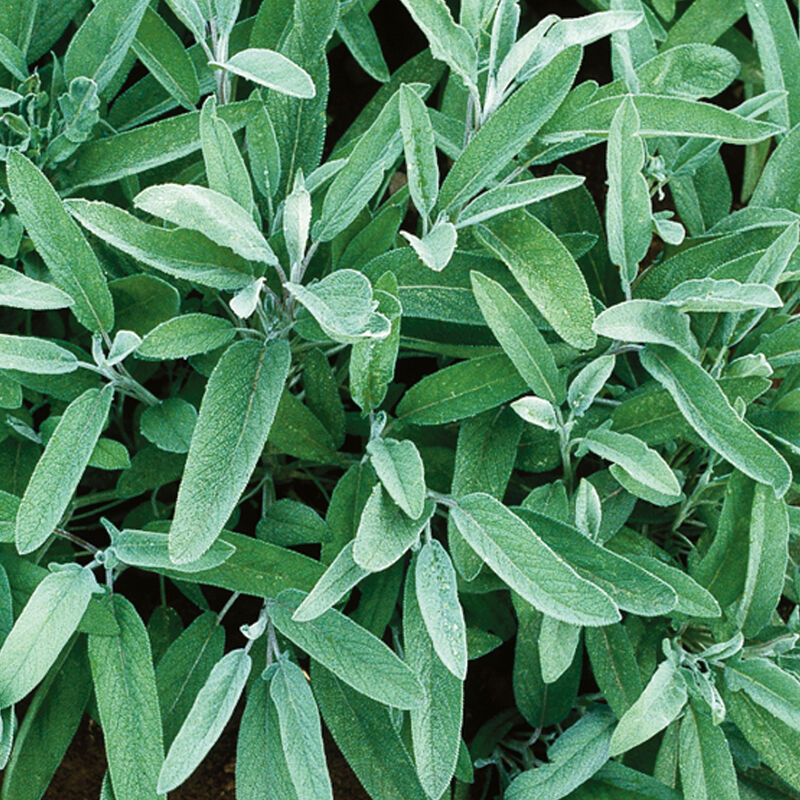 Herb plant