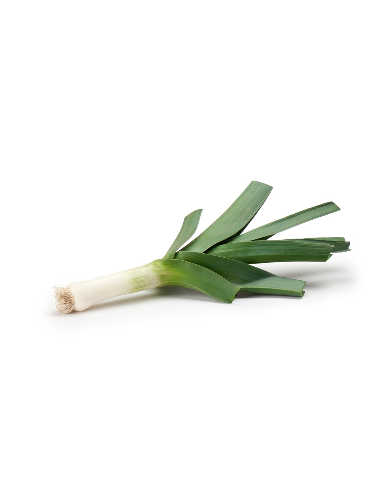 Leek
