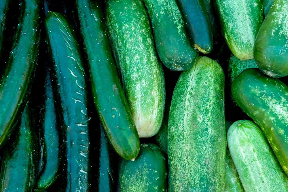 Japanese Cucumber