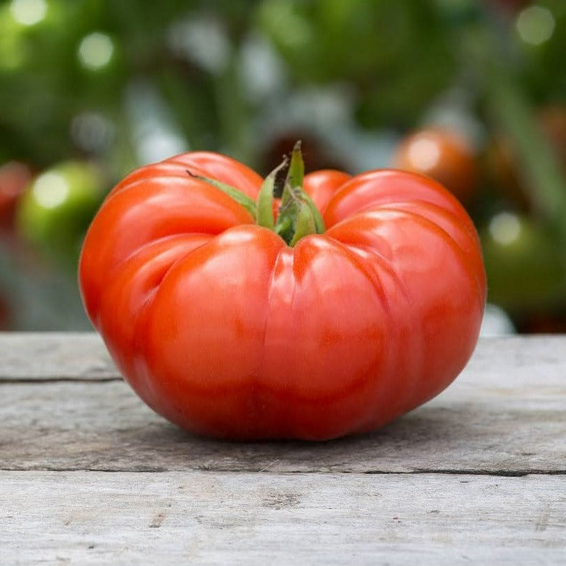 Beefsteak Tomato