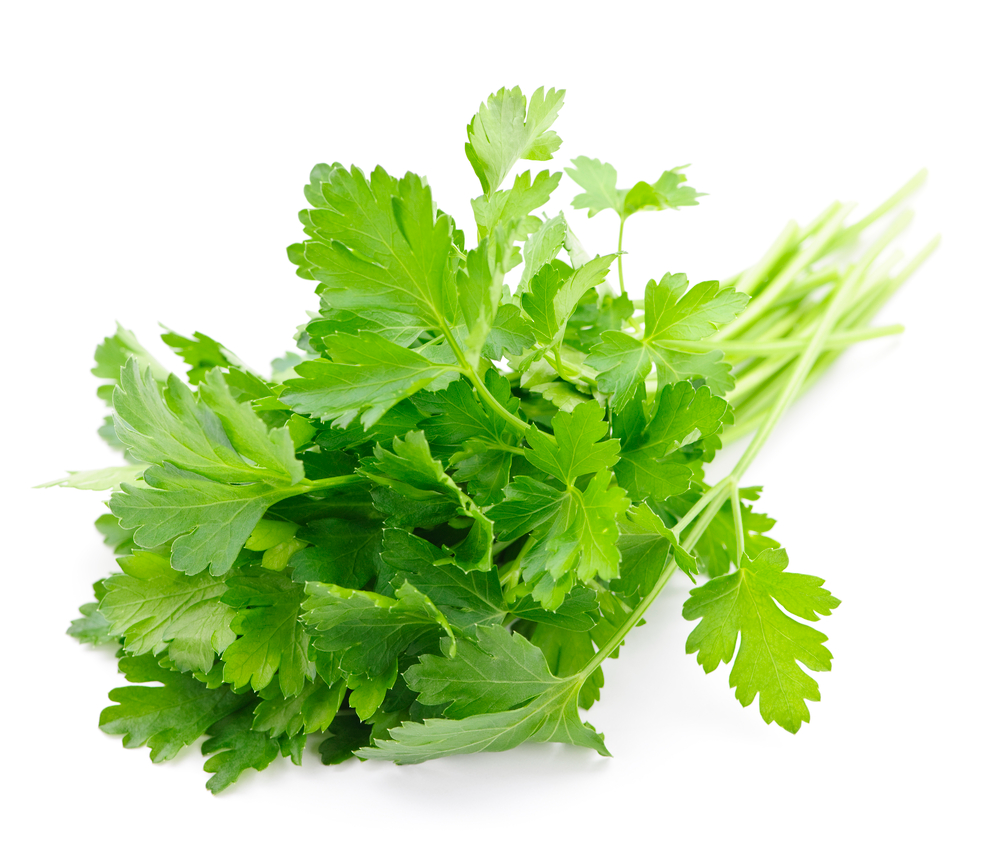 Flat Parsley