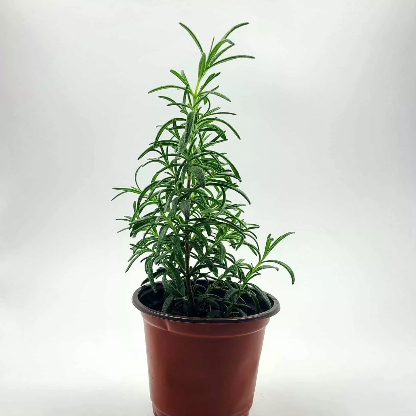 Herb plant