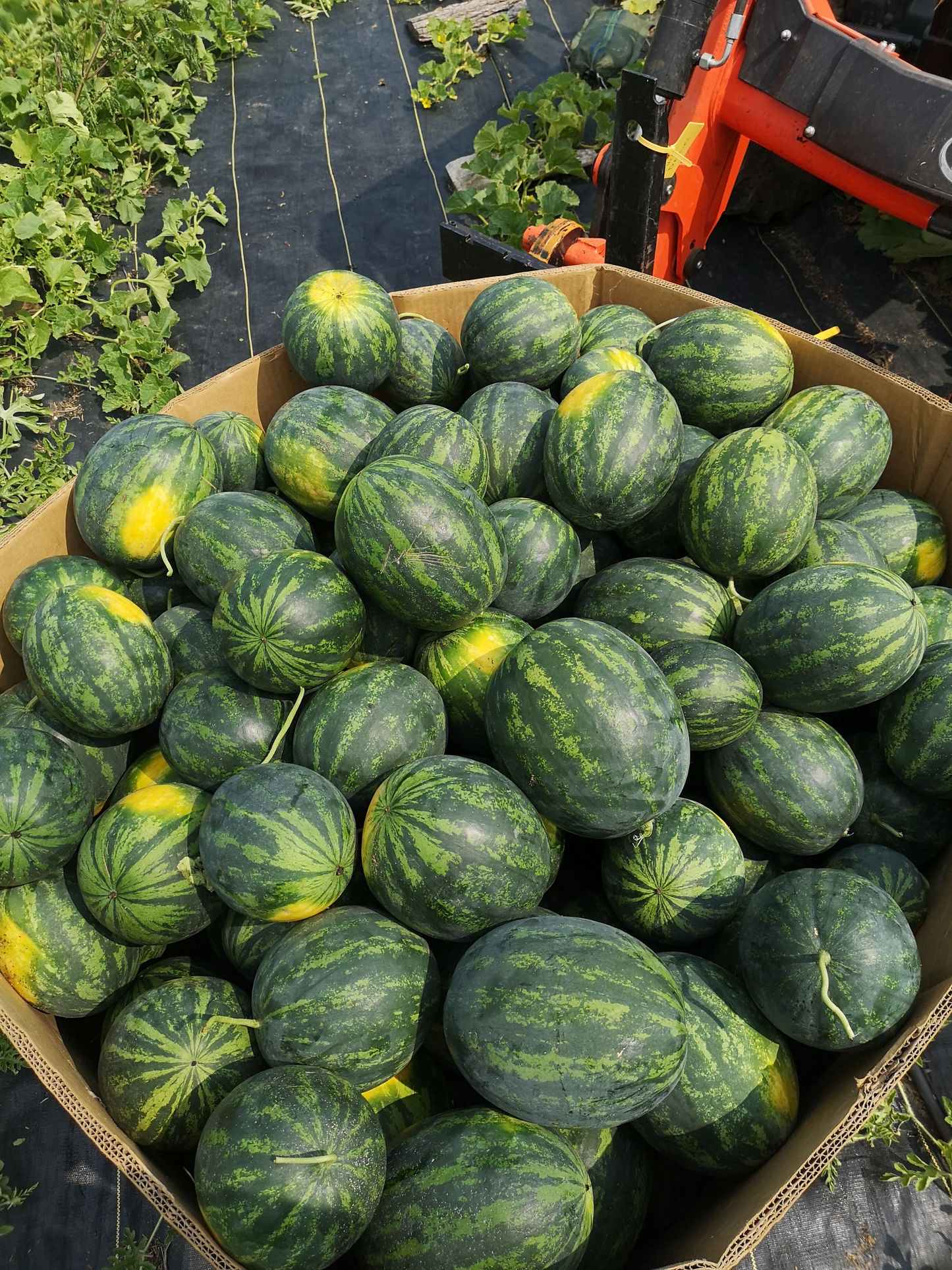 Watermelon Seedless