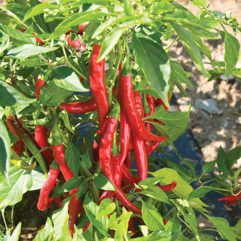 Red Cayenne Hot Peppers