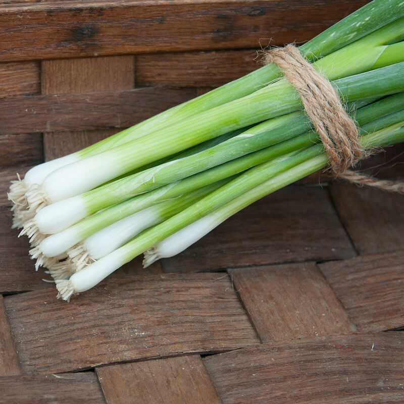 Green Onion plants