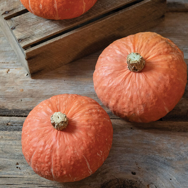 Kabocha/Buttercup Squash