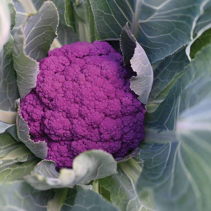 Cauliflower