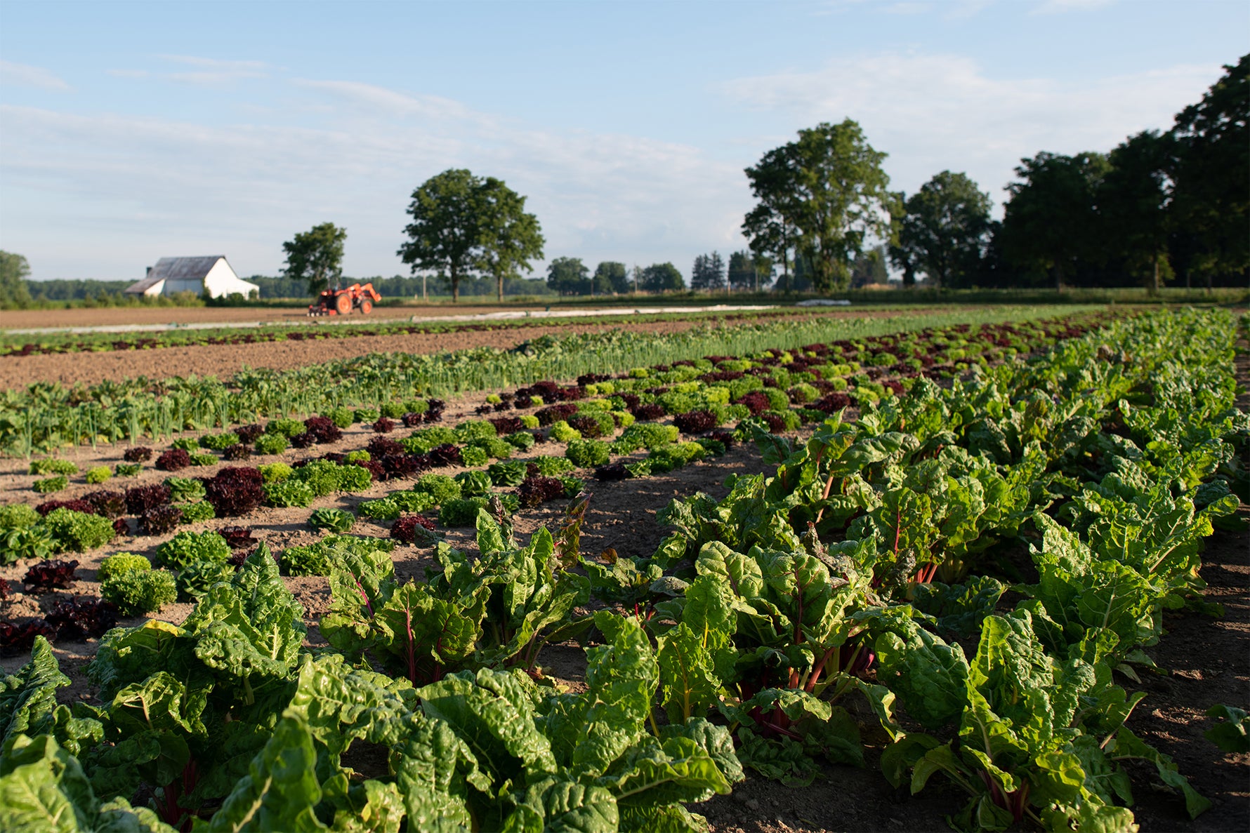 Common Ground Farm