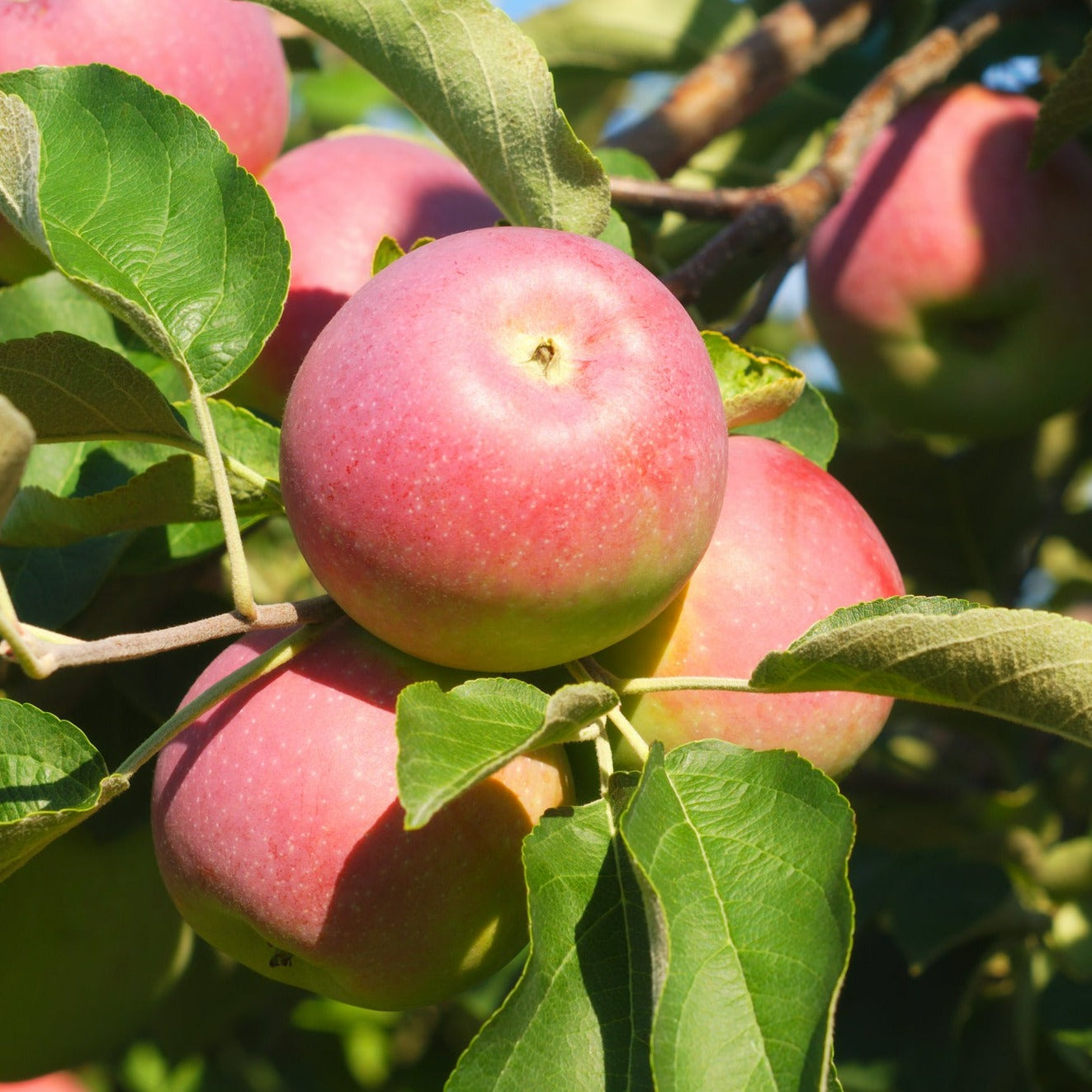 Organic Paula Red apples