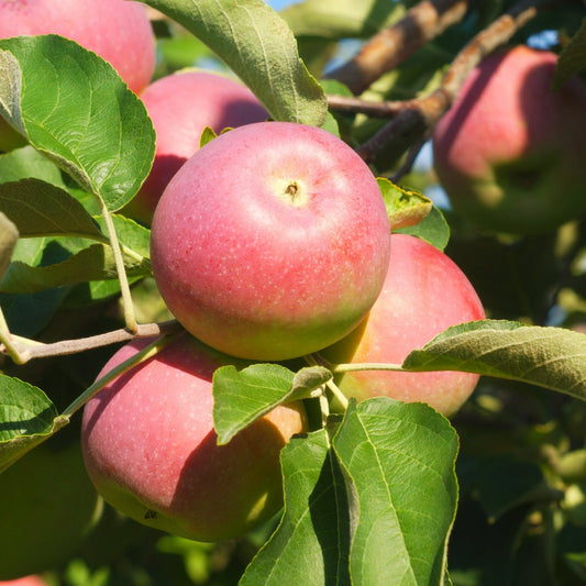 Organic Paula Red apples