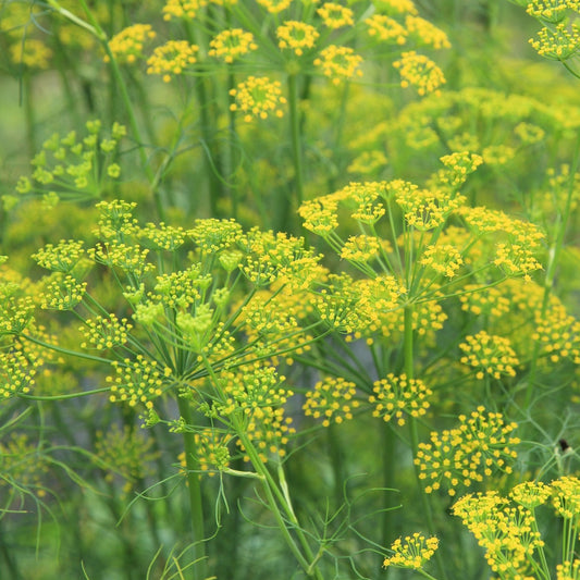Dill Seed heads