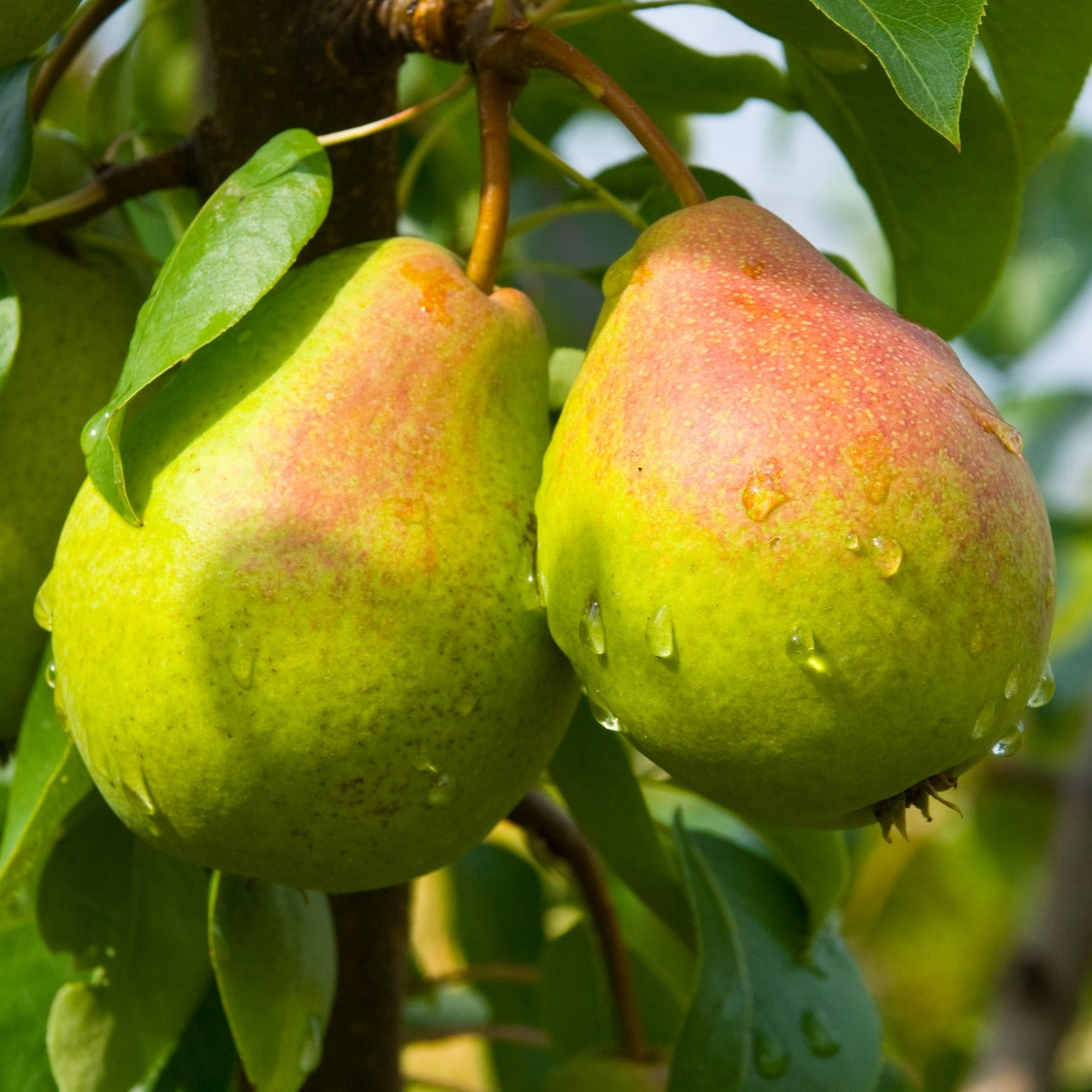 Flemish Beauty Pears