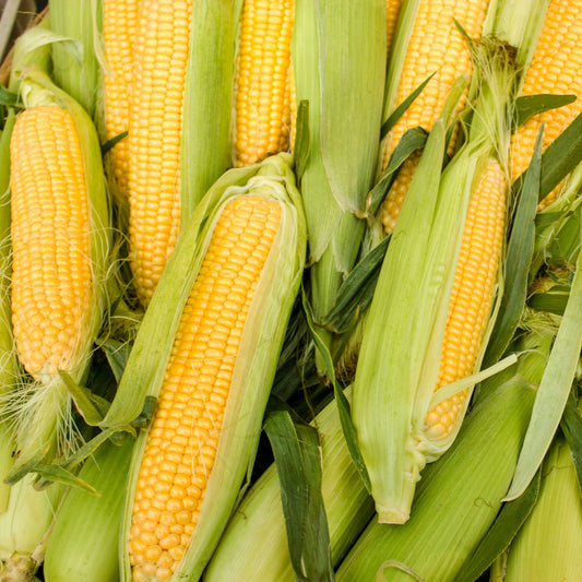 Sweet corn