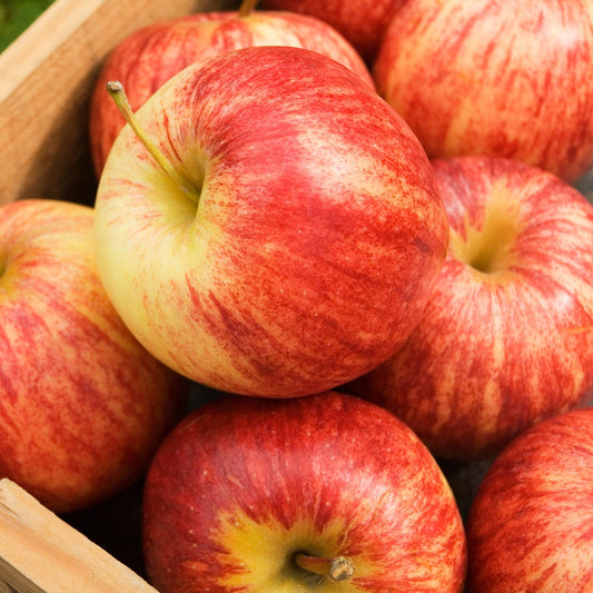 Organic Royal Gala Apples