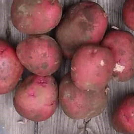 Potatoes