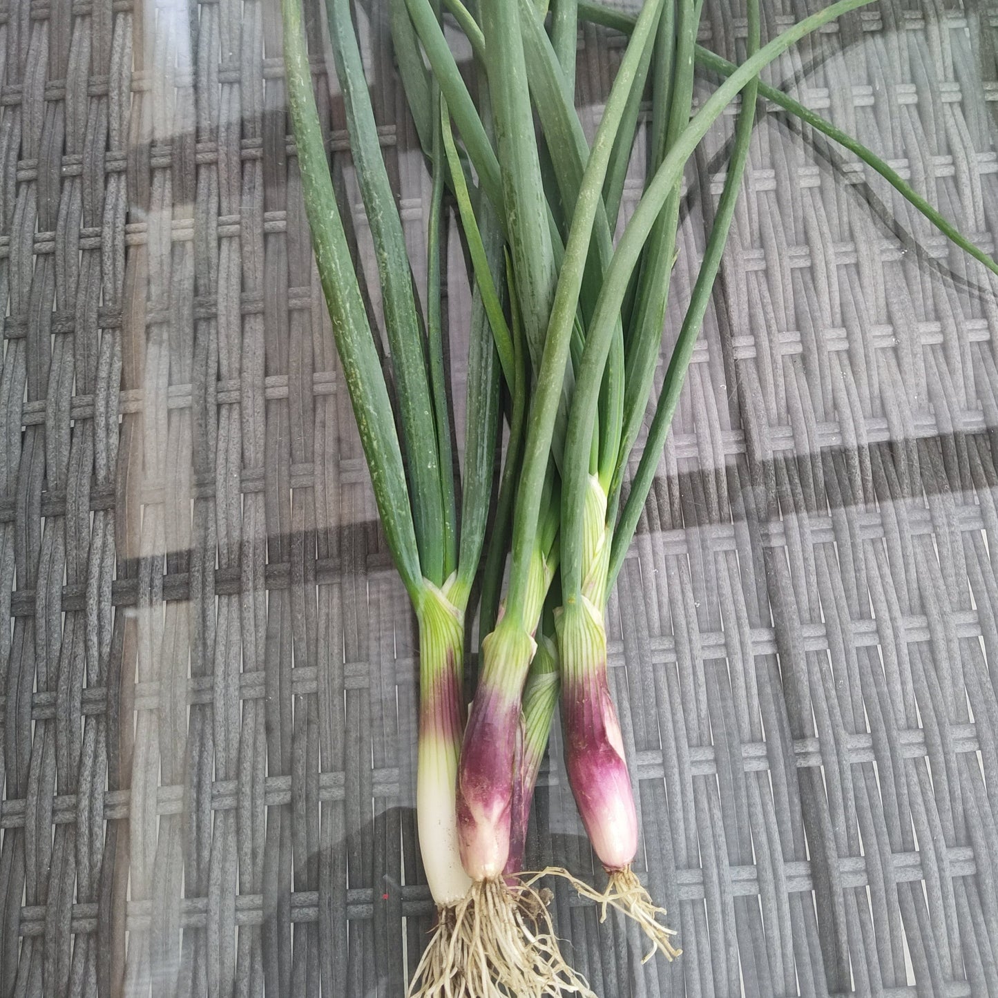 Red Long of Tropea Onions