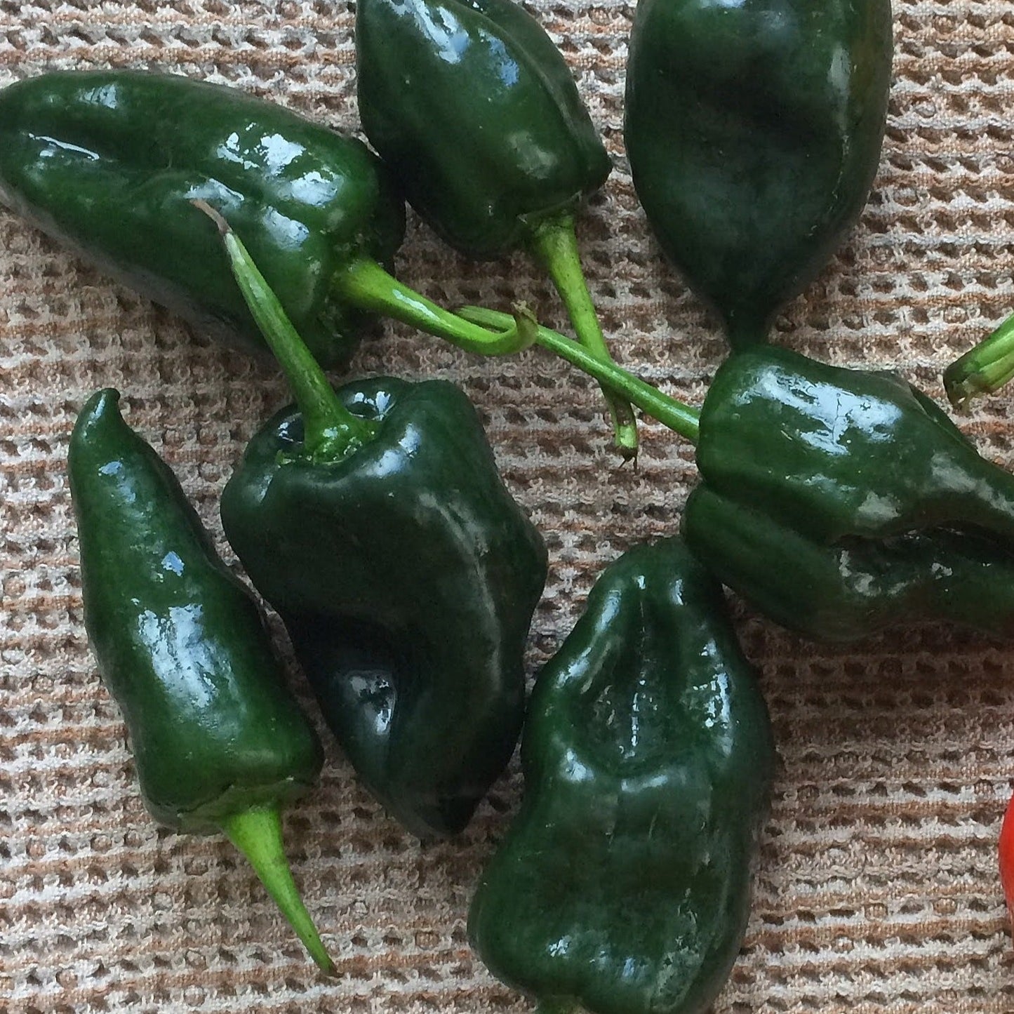 Poblano Hot Peppers
