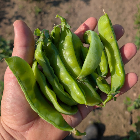 Oregon Giant Peas