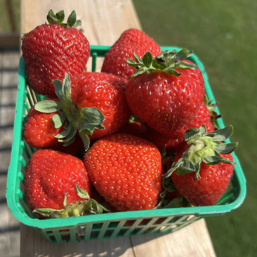 Strawberries (Everbearing)