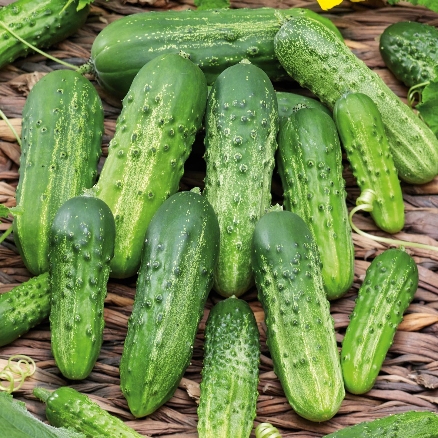 Pickling cucumbers