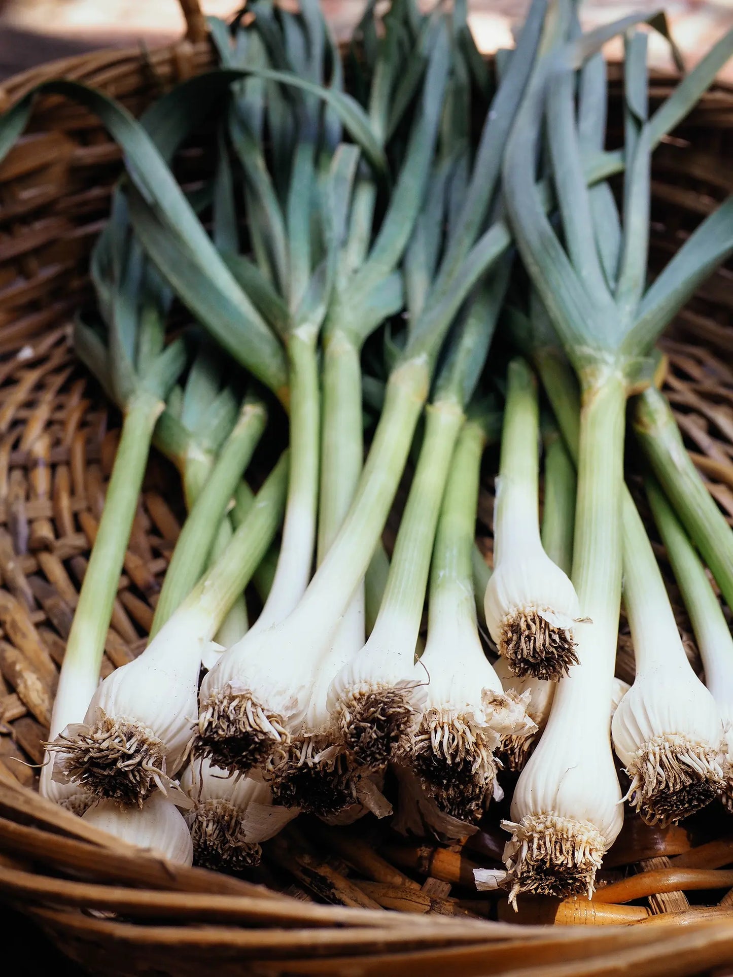 Green garlic
