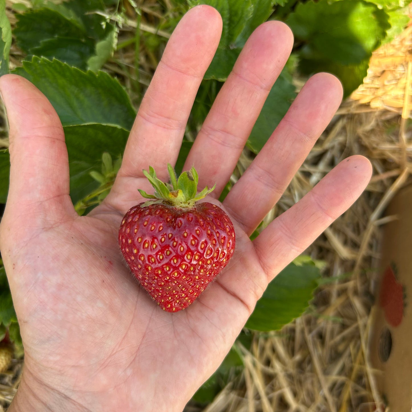 Strawberries (Everbearing)