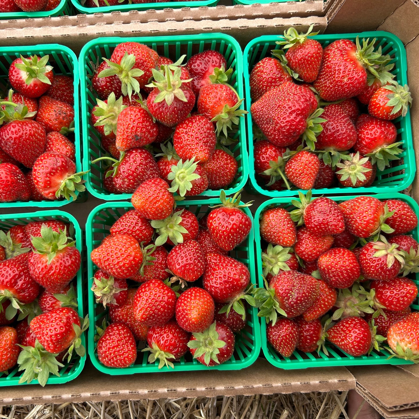 Strawberries (Everbearing)