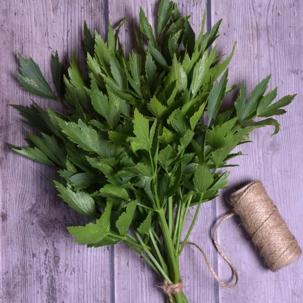 Lovage