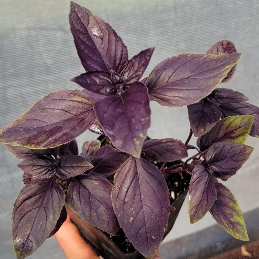 Red Basil