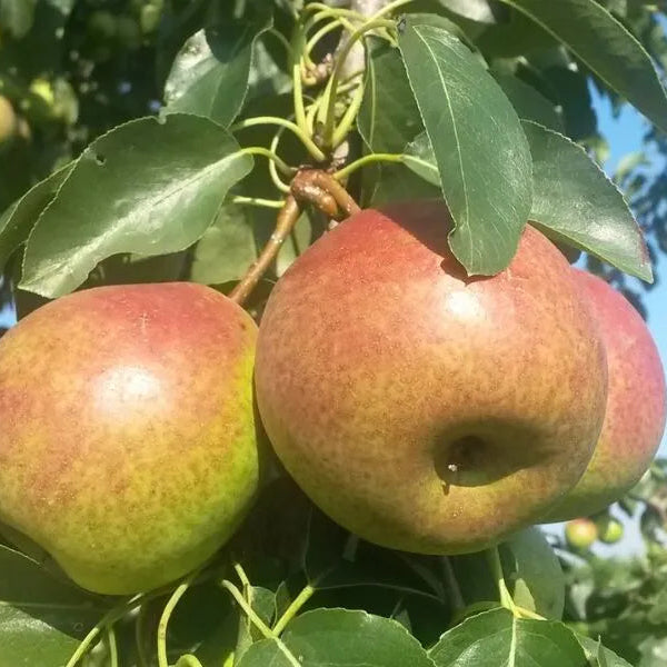 Organic Summercrisp Pears