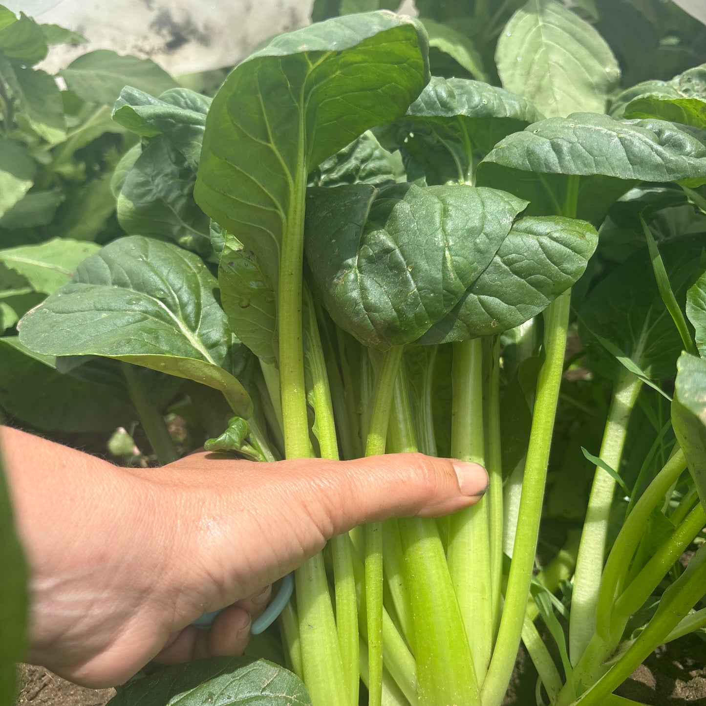 Tatsoi