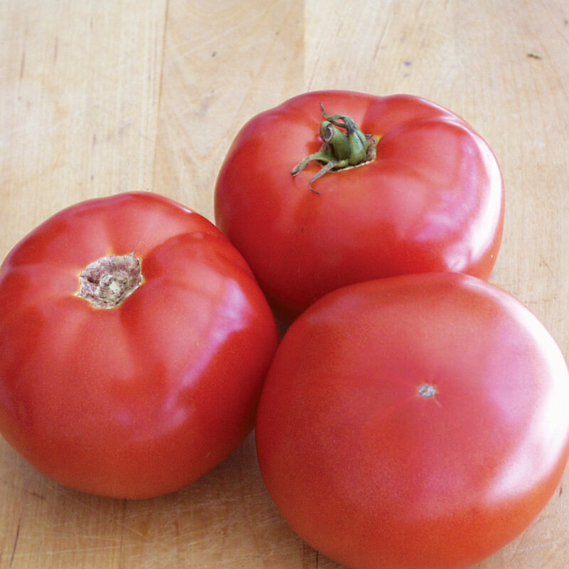 Beefsteak tomato plant - determinant